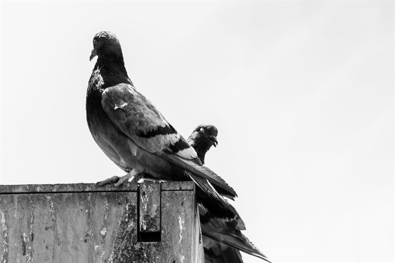 Pajaros