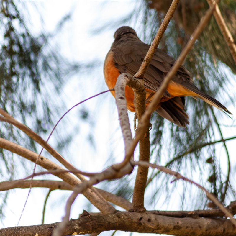 Pajaros