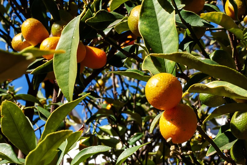 Frutos