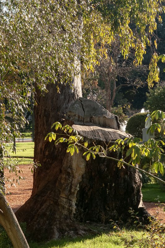 Árboles
