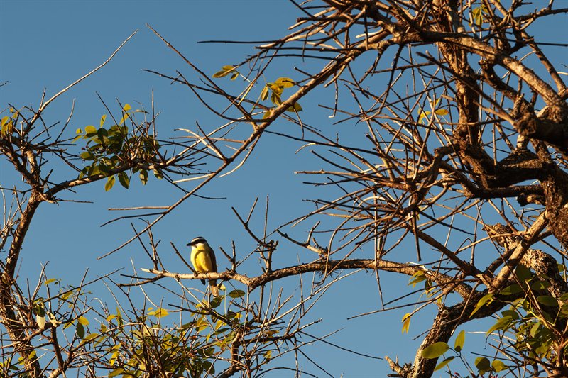 Pajaros