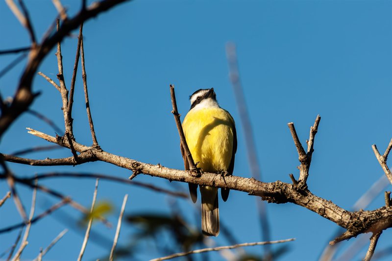Pajaros