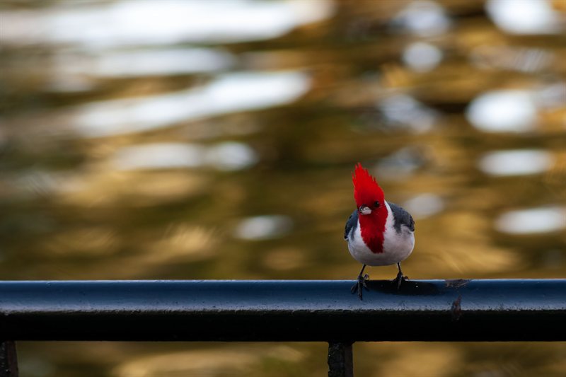 Pajaros