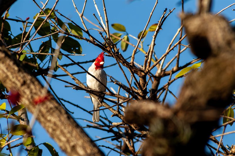 Pajaros